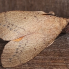 Entometa apicalis at Melba, ACT - 14 Jan 2021 10:34 PM