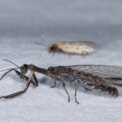 Mantispidae (family) (Unidentified mantisfly) at Melba, ACT - 14 Jan 2021 by kasiaaus