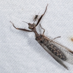 Mantispidae (family) at Melba, ACT - 14 Jan 2021