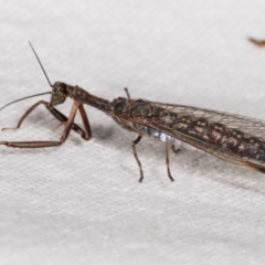 Mantispidae (family) at Melba, ACT - 14 Jan 2021 10:25 PM