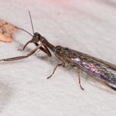 Mantispidae (family) at Melba, ACT - 14 Jan 2021