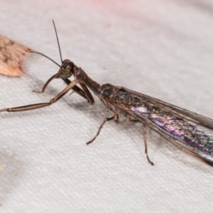 Mantispidae (family) at Melba, ACT - 14 Jan 2021 10:25 PM