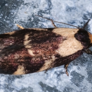 Palimmeces leucopelta at Melba, ACT - 14 Jan 2021