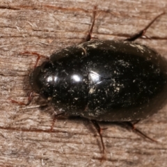 Unidentified Water beetle (several families) (TBC) at Melba, ACT - 14 Jan 2021 by kasiaaus
