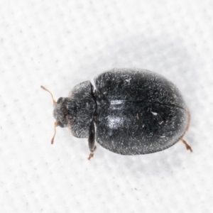 Coccinellidae (family) at Melba, ACT - 14 Jan 2021 10:29 PM