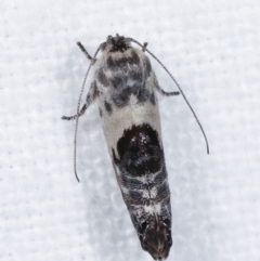 Eupselia carpocapsella (Common Eupselia Moth) at Melba, ACT - 14 Jan 2021 by kasiaaus