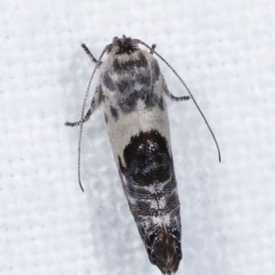 Eupselia carpocapsella (Common Eupselia Moth) at Melba, ACT - 14 Jan 2021 by kasiaaus