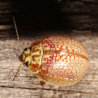 Paropsisterna decolorata (A Eucalyptus leaf beetle) at Melba, ACT - 14 Jan 2021 by kasiaaus