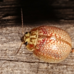 Paropsisterna decolorata at Melba, ACT - 14 Jan 2021 10:36 PM