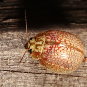 Paropsisterna decolorata at Melba, ACT - 14 Jan 2021 10:36 PM