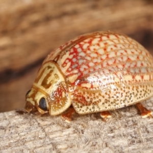 Paropsisterna decolorata at Melba, ACT - 14 Jan 2021