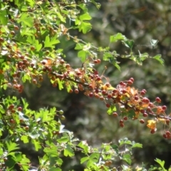 Crataegus monogyna at Belconnen, ACT - 23 Jan 2021