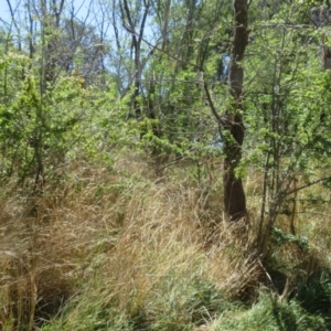 Crataegus monogyna at Belconnen, ACT - 23 Jan 2021