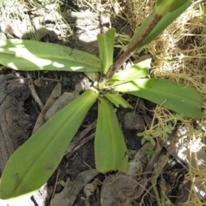 Podolepis hieracioides at Bolaro, NSW - 11 Jan 2021