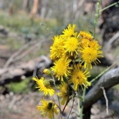 Podolepis hieracioides at Bolaro, NSW - 11 Jan 2021