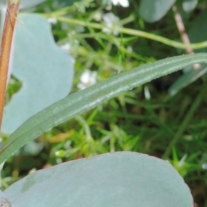 Podolepis hieracioides at Bolaro, NSW - 11 Jan 2021