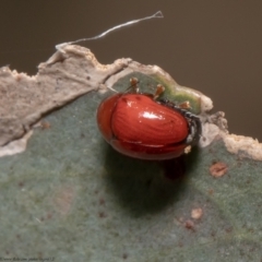 Ditropidus sp. (genus) (Leaf beetle) at Aranda Bushland - 21 Jan 2021 by Roger