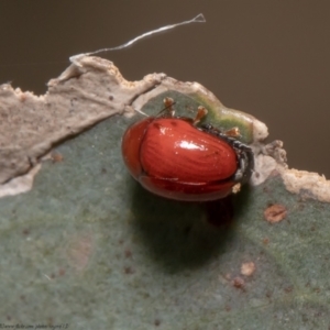 Ditropidus sp. (genus) at Holt, ACT - 21 Jan 2021