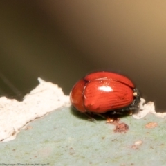 Ditropidus sp. (genus) at Holt, ACT - 21 Jan 2021