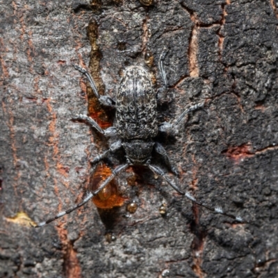 Ancita australis (Longicorn or longhorn beetle) at Aranda Bushland - 20 Jan 2021 by Roger