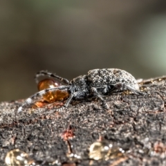 Ancita australis at Holt, ACT - 21 Jan 2021