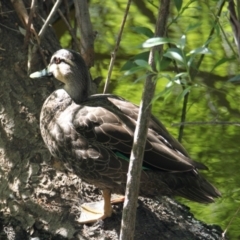 Anas superciliosa (Pacific Black Duck) at Albury - 21 Jan 2021 by PaulF