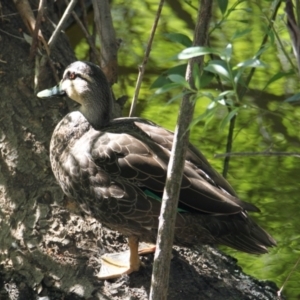 Anas superciliosa at East Albury, NSW - 21 Jan 2021