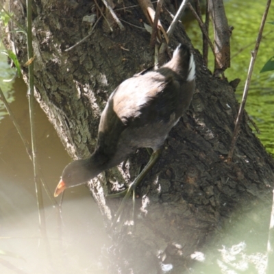 Gallinula tenebrosa (Dusky Moorhen) at East Albury, NSW - 21 Jan 2021 by PaulF