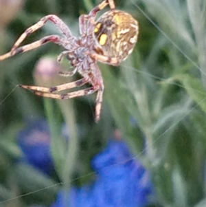 Salsa fuliginata at Majors Creek, NSW - 23 Jan 2021