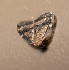 Scolypopa australis (Passionvine hopper, Fluffy bum) at Acton, ACT - 19 Jan 2021 by Roger