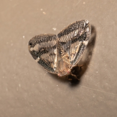 Scolypopa australis (Passionvine hopper, Fluffy bum) at Acton, ACT - 20 Jan 2021 by Roger