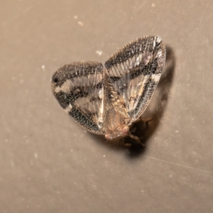 Scolypopa australis at Acton, ACT - 20 Jan 2021