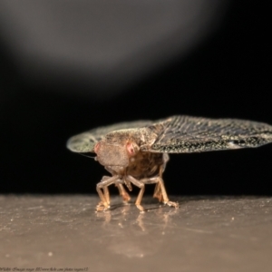 Scolypopa australis at Acton, ACT - 20 Jan 2021