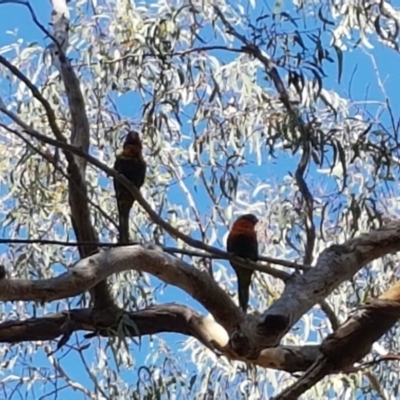 Trichoglossus moluccanus (Rainbow Lorikeet) at Nicholls, ACT - 20 Jan 2021 by bigears