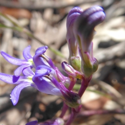 Lobelia gibbosa (Tall Lobelia) at Bolaro, NSW - 21 Jan 2021 by DavidMcKay