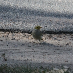 Ptilotula penicillata (White-plumed Honeyeater) at Mungabareena - 20 Jan 2021 by PaulF