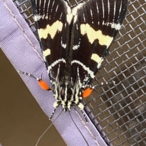 Phalaenoides glycinae at Theodore, ACT - 23 Jan 2021