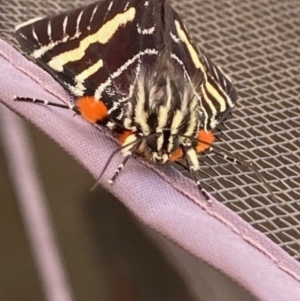 Phalaenoides glycinae at Theodore, ACT - 23 Jan 2021