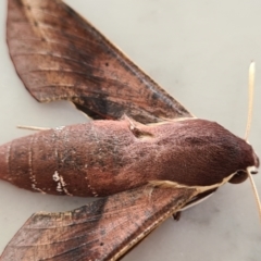 Hippotion scrofa at Molonglo Valley, ACT - 24 Jan 2021