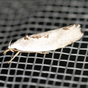 Tymbophora peltastis at O'Connor, ACT - 20 Jan 2021 11:03 PM