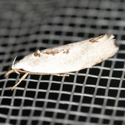 Tymbophora peltastis (A Xyloryctid moth (Xyloryctidae)) at O'Connor, ACT - 20 Jan 2021 by ibaird