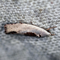 Tymbophora peltastis at O'Connor, ACT - 20 Jan 2021