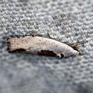 Tymbophora peltastis at O'Connor, ACT - 20 Jan 2021 11:03 PM