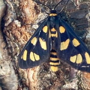 Amata (genus) at Theodore, ACT - 24 Jan 2021