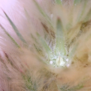 Ptilotus spathulatus at Nangus, NSW - 25 Sep 2018