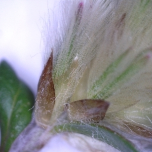 Ptilotus spathulatus at Nangus, NSW - 25 Sep 2018