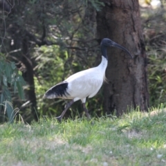 Threskiornis molucca (Australian White Ibis) at Albury - 20 Jan 2021 by PaulF