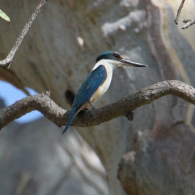 Todiramphus sanctus (Sacred Kingfisher) at Albury - 21 Jan 2021 by PaulF