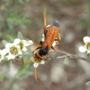 Cryptocheilus sp. (genus) at Molonglo Valley, ACT - 10 Jan 2019