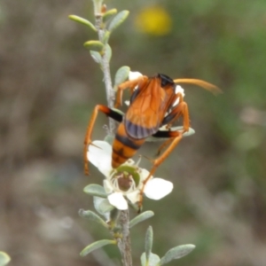 Cryptocheilus sp. (genus) at Molonglo Valley, ACT - 10 Jan 2019 10:02 AM